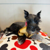 Agatha Schnauzer 03