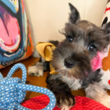 Agatha Schnauzer 04