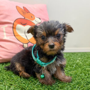 Allie Yorkshire Terrier 01