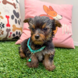 Allie Yorkshire Terrier 04