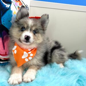 Arctic Pomsky 01