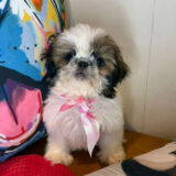 Aviva Shih Tzu 02