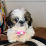 Aviva Shih Tzu 03