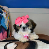 Aviva Shih Tzu 04