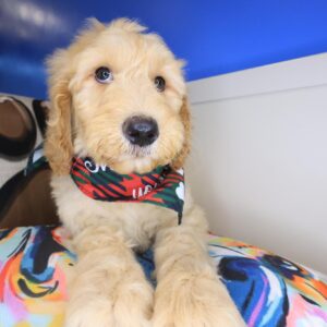 Axel Goldendoodle 01