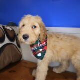 Axel Goldendoodle 02