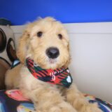 Axel Goldendoodle 03