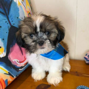 Axl Shih Tzu 01 Axl Shih Tzu 01