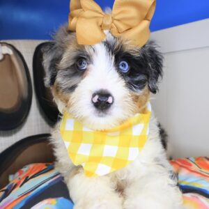 Ballerina Aussiedoodle 01 Ballerina Aussiedoodle 01
