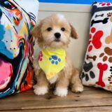 Baltic Maltipoo 01