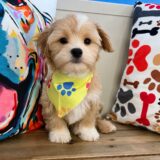 Baltic Maltipoo 02