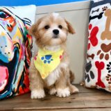 Baltic Maltipoo 03