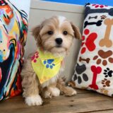 Baltic Maltipoo 04
