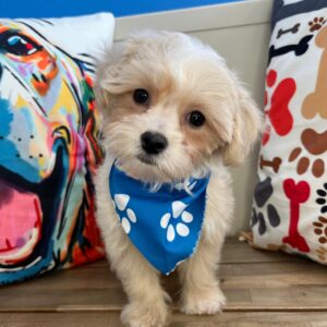 Bane Maltipoo 01 Bane Maltipoo 01