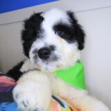 Beau Aussiedoodle 01