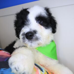 Beau Aussiedoodle 01 Beau Aussiedoodle 01