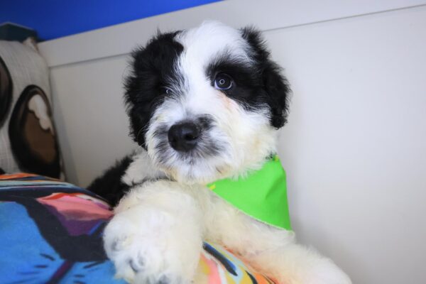 Beau Aussiedoodle 01