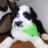 Beau Aussiedoodle 02