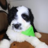 Beau Aussiedoodle 04