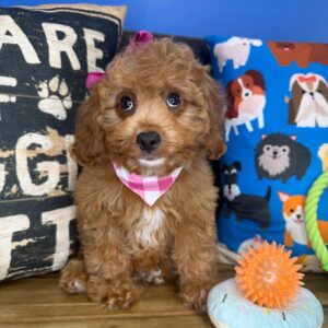 Betty Cavapoo 01