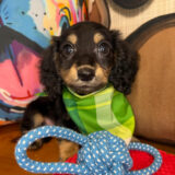 Blink Dachshund 01