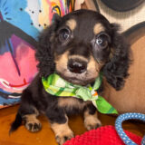 Blink Dachshund 03
