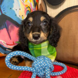 Blink Dachshund 04