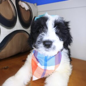 Britney Aussiedoodle 01 Britney Aussiedoodle 01
