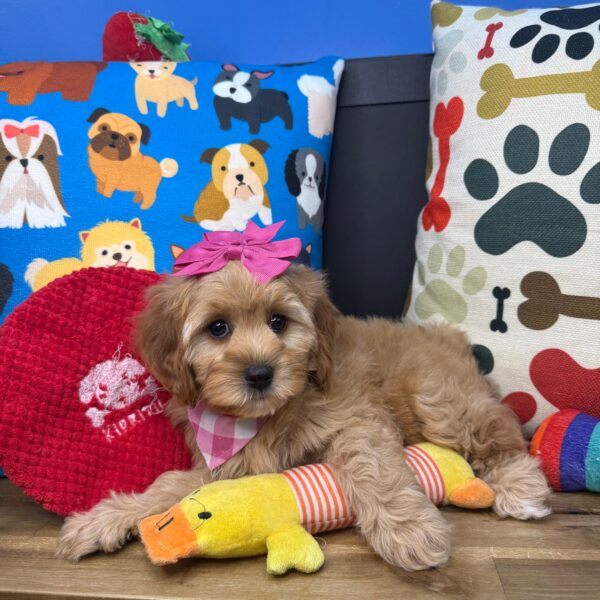 Britney Cavapoo 01