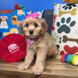 Britney Cavapoo 02