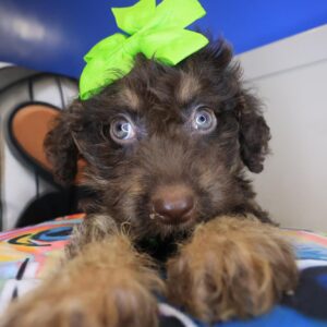Bronte Labradoodle 01