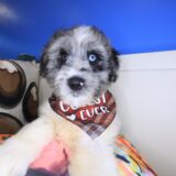 Buzz Aussiedoodle 01