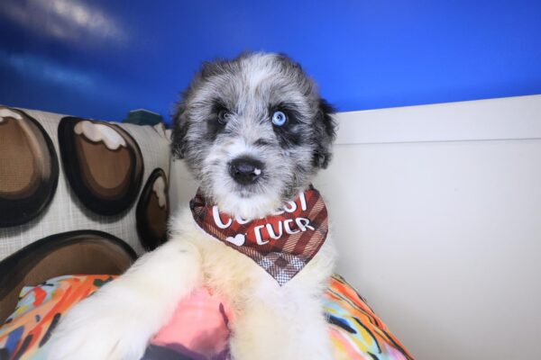 Buzz Aussiedoodle 01