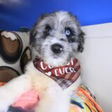 Buzz Aussiedoodle 02