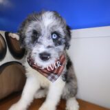 Buzz Aussiedoodle 03