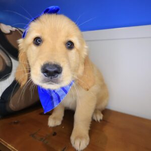Calluna Golden Retriever 01 Calluna Golden Retriever 01