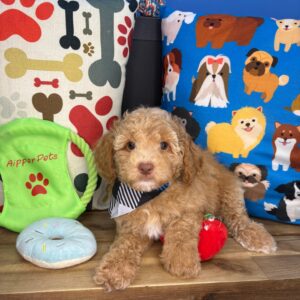 Capri Cavapoo 01 Capri Cavapoo 01