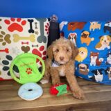 Capri Cavapoo 02