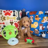 Capri Cavapoo 04