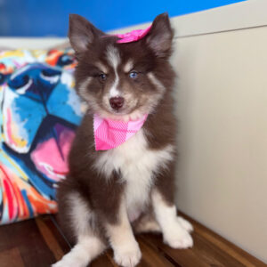 Carly Pomsky 01