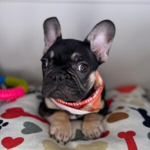 Cody French Bulldog 01