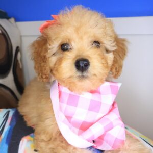 Constance Cockapoo 01 Constance Cockapoo 01