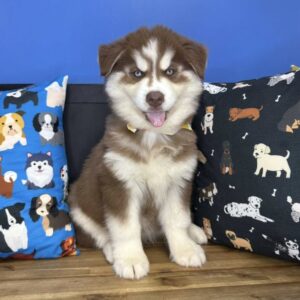Coraline Siberian Husky 01