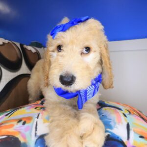 Crystal Goldendoodle 01 Crystal Goldendoodle 01