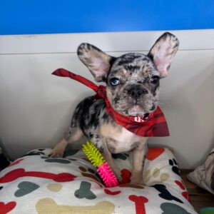 Denim French Bulldog 01
