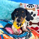 Dexter Dachshund 01