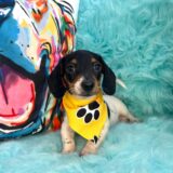 Dexter Dachshund 02