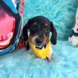 Dexter Dachshund 03