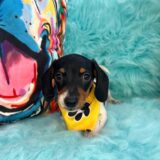 Dexter Dachshund 04