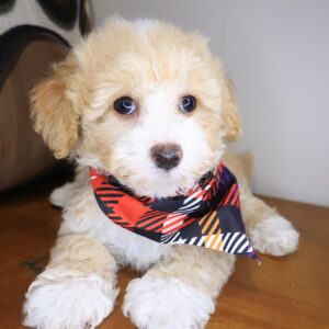 Dharma Maltipoo 01 Dharma Maltipoo 01